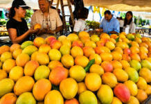 Expo Mango 2026 abre sus puertas este miércoles en Baní